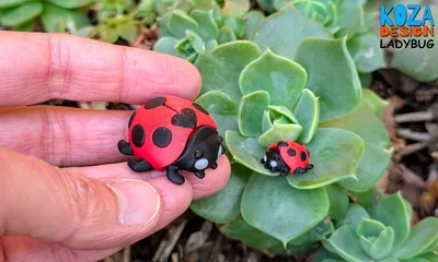 Ladybug